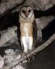 Sulawesi Masked-owl (Tyto rosenbergii) - Wiki