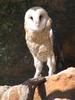 African Grass-owl (Tyto capensis) - Wiki