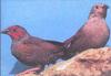 Red-faced Pytilia (Pytilia hypogrammica) - Wiki