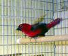 Crimson Seedcracker (Pyrenestes sanguineusis) - Wiki