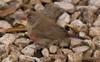 Firefinch (Genus: Lagonosticta) - Wiki