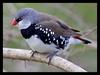 Firetail Finches (Part of Family: Estrildidae)