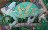 Veiled Chameleon (Chamaeleo calyptratus) - Wiki
