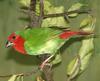 Red-throated Parrotfinch (Erythrura psittacea) - Wiki