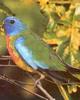 Scarlet-chested Parrot (Neophema splendida) - Wiki