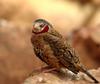 Cut-throat Finch (Amadina fasciata) - Wiki