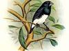 Black-and-white Mannikin (Lonchura bicolor) - Wiki