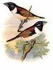Magpie Mannikin (Lonchura fringilloides) - Wiki