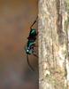 Emerald Cockroach Wasp (Ampulex compressa) - Wiki