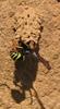Potter Wasp (Subfamily: Eumeninae) - Wiki