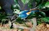 Seven-coloured Tanager (Tangara fastuosa) - Wiki