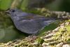 Slaty Finch (Haplospiza rustica)