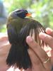Orange-billed Sparrow (Arremon aurantiirostris) - Wiki