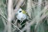 San Francisco Sparrow (Arremon franciscanus) - Wiki