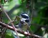 Half-collared Sparrow (Arremon semitorquatus) - Wiki