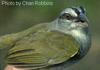 Green-backed Sparrow (Arremonops chloronotus) - Wiki