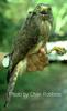 Roadside Hawk (Buteo magnirostris)