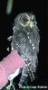 Mottled Owl (Ciccaba virgata) - Wiki