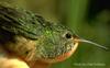 Buff-bellied Hummingbird (Amazilia yucatanensis) - Wiki