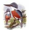 Ringed Kingfisher (Megaceryle torquata) - Wiki