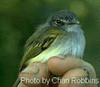 Slate-headed Tody-flycatcher (Poecilotriccus sylvia) - Wiki
