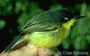 Common Tody-flycatcher (Todirostrum cinereum) - Wiki
