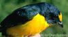 Yellow-throated Euphonia (Euphonia hirundinacea) - Wiki