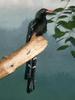 Green Wood Hoopoe (Phoeniculus purpureus) - Wiki