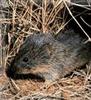 Prairie Vole (Microtus ochrogaster) - Wiki
