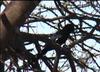 Black-billed Woodhoopoe (Phoeniculus somaliensis) - Wiki