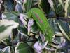 Cape Dwarf Chameleon (Bradypodion pumilum) - Wiki