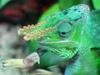 Fischer's Chameleon (Kinyongia fischeri) - Wiki