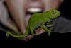 Karoo Dwarf Chameleon (Bradypodion karrooicum) - Wiki