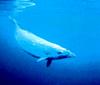 Beaked Whale (Family: Ziphiidae) - Wiki