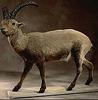 Pyrenean Ibex (Capra pyrenaica pyrenaica) - Wiki