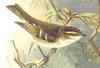 Yellow-browed Warbler (Phylloscopus inornatus) - Wiki