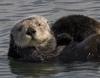 Sea Otter (Enhydra lutris) - Wiki