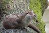 Otter (Family: Mustelidae, Subfamily: Lutrinae) - Wiki