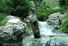 Eurasian River Otter (Lutra lutra) - Wiki