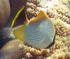 Chevron Butterflyfish (Chaetodon trifascialis) - Wiki
