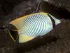 Chevron Butterflyfish (Chaetodon trifascialis)