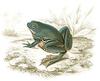 Paradoxical Frog (Pseudis paradoxa) - Wiki