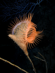 Venus flytrap sea anemone (Actinoscyphia aurelia)