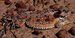 Coast Horned Lizard (Phrynosoma blainvillii)
