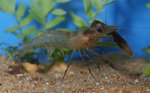Kelian freshwater prawn (Macrobrachium kelianense)