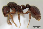 Hairy Ant (Lordomyrma reticulata)