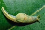 Green shell slug (Ibycus rachelae, Helicarionidae)