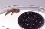 A land flatworm (Microplana scharffi)