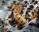 Labiotermes labralis termites