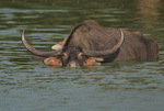Wild Water Buffalo (Bubalus arnee)